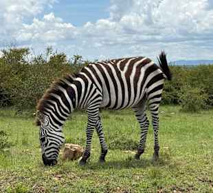 Zebra