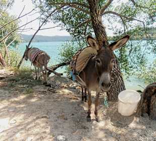 Eselreiten für Kinder