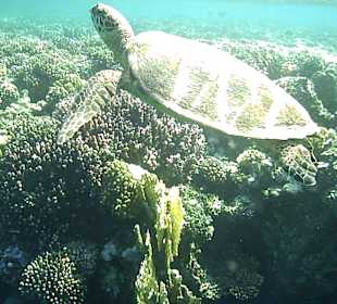 Schnorcheln Marsa Alam