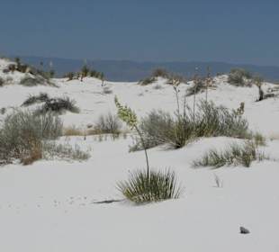 White Sands National Monument