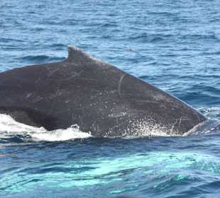 Whale watching Februar 2015