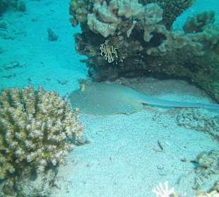 Tauchen bei der DC über Oototo Holiday Service gebucht