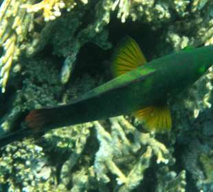 Coraya Bay, Unterwasserwelt