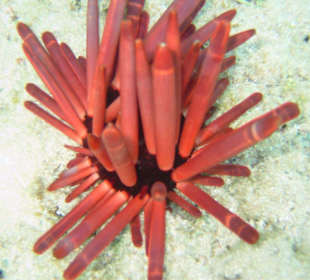 Plongée sous-marine
