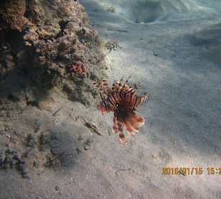 Perutýn v pravé laguně