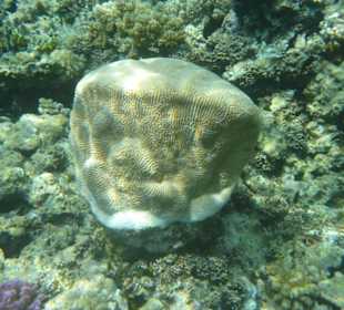 Corallo cervello  o totem?