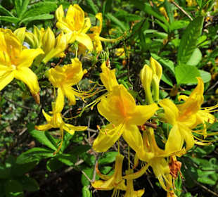 Rundgang durch den Rhododendronpark Verden