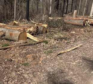 Premiumwanderweg "hochgeblickt"