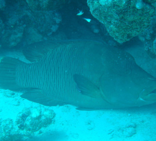 Napoleon bei einer Putzerstation