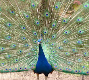 Pfau im Casela Vogelpark
