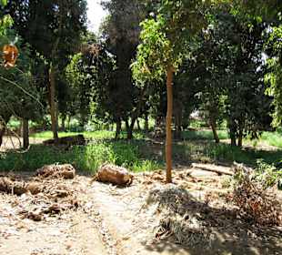 Rundgang auf Elephantine