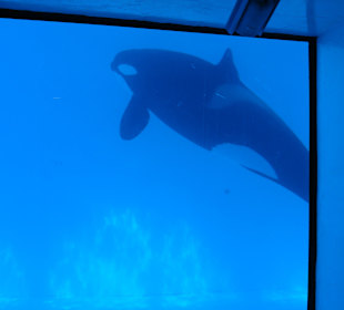 Discovery-Tour Orca-Becken