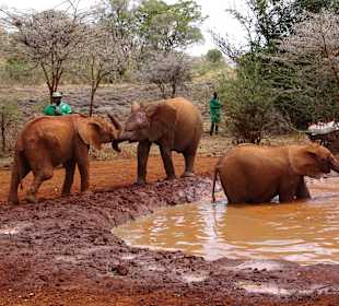 Schlamm baden machen sie gern