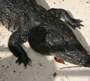 Krokodil
