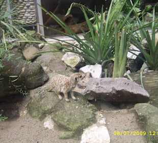 Urokliwe krakowskie ZOO.