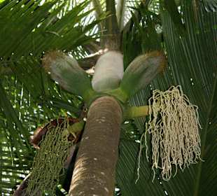 Praslin, Vallee de Mai