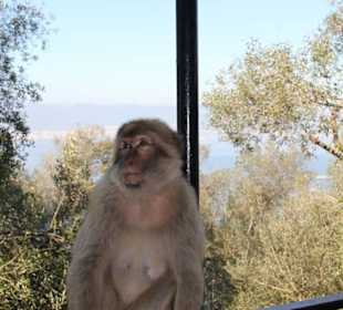 Ausflug nach Gibraltar 