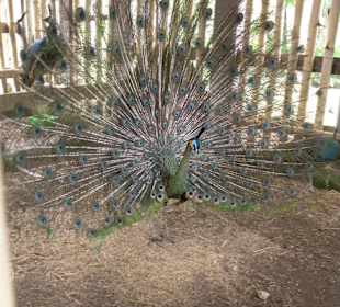 Bali Bird Park & Rimba Reptil