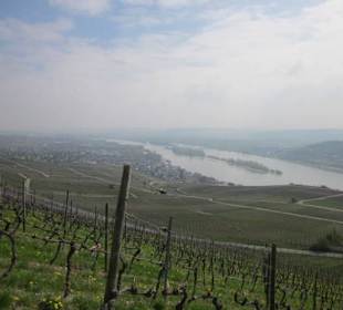 Osteinscher Landschaftspark Weinberge