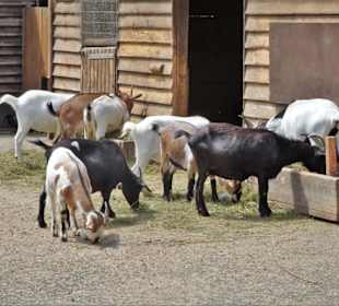 Ziegen im Streichelzoo-Areal des Tierparks