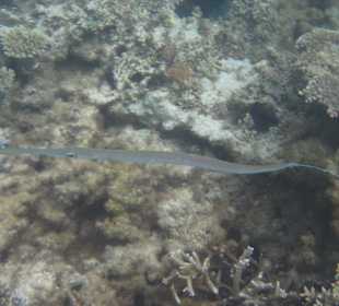 Veranda Palmar Schnorcheln