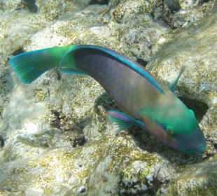 Bunter Papageienfisch b. Einnahme Mittagessen