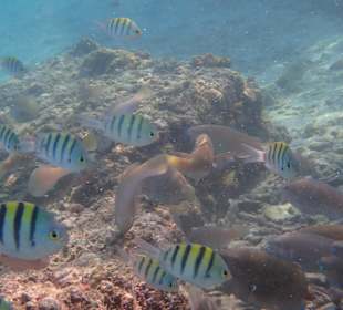 Unterwasserwelt Musandam