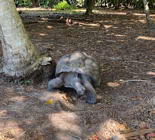 Insel Curieuse