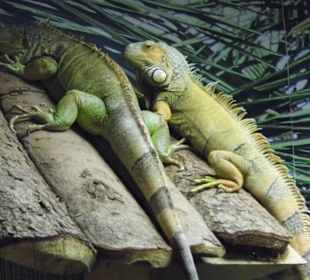 Wildparkimpressionen