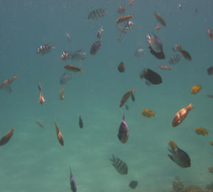 An einer Stelle waren immer so viele Fische  