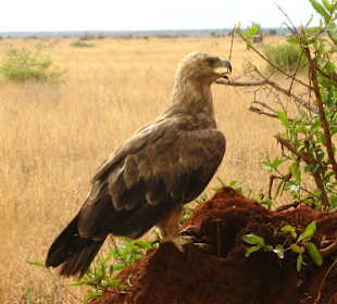 Adler als Feinschmecker