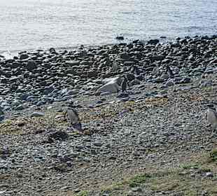 Park Narodowy Isla Magdalena
