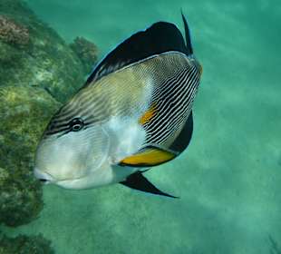 Arabischer Doktorfisch