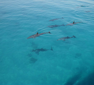 Ausflug Delphine mit Diving Center