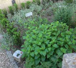 Medizinalgarten Nördlingen