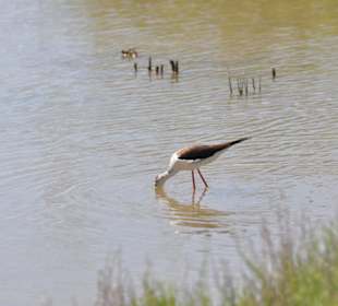 Naturpark S'Albufera