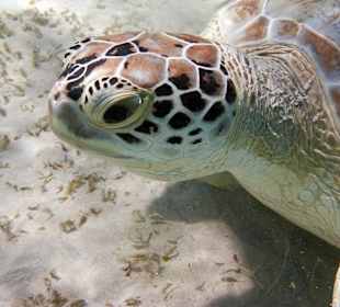 Schau mir in die Augen, Kleines... 