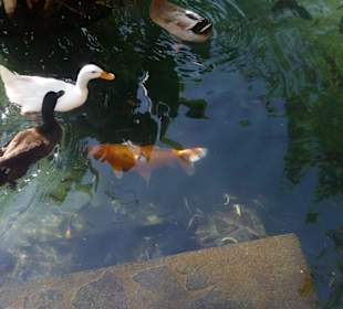 Goldfischteich - nicht nur für Fische!