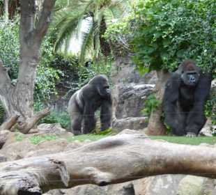 Gorillas