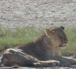 Loewe im Amboseli