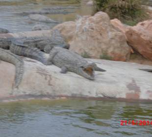 Krokodilpark
