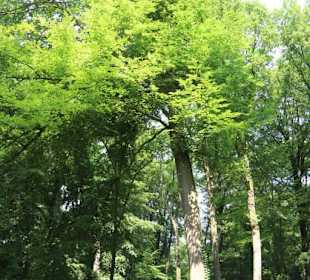 Schloss Dyck