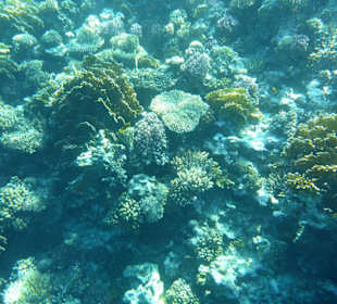 Schnorcheln und ein traumhaftes Riffs