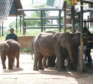 Fütterung im Elefantenwaisenhaus