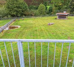 Strausse und Kängurus im Vogelpark