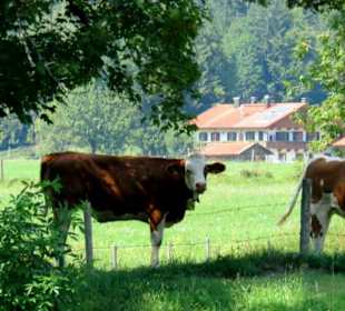 Kühe weiden auf den Wiesen