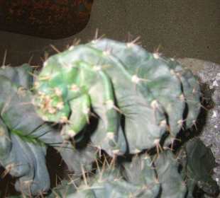 Cactus