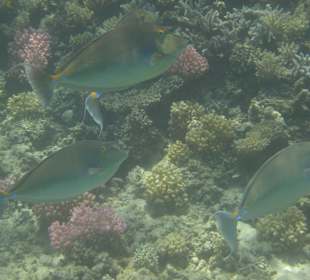 Schnorcheln im Hausriff