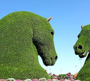 Miracle Garden
