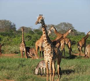 Giraffenherde im Tsavo West Nationalpark
